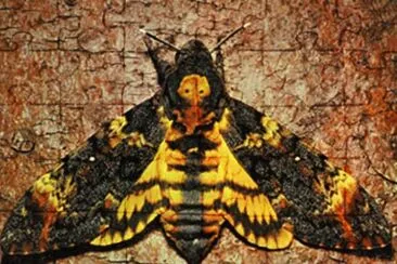 Mariposa Esfinge de la Calavera
