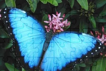 Mariposa Azul jigsaw puzzle