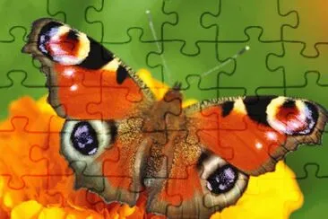 Mariposa Pavo Real jigsaw puzzle