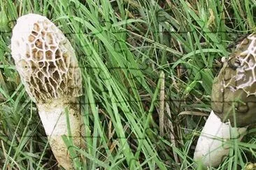 Phallus Impudicus jigsaw puzzle