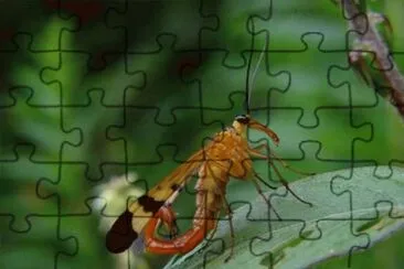 EscorpiÃ³n Volador jigsaw puzzle