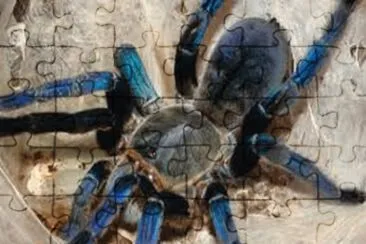 Tarantula Cobalt Blue jigsaw puzzle
