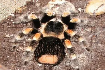 Tarantula Hembra jigsaw puzzle