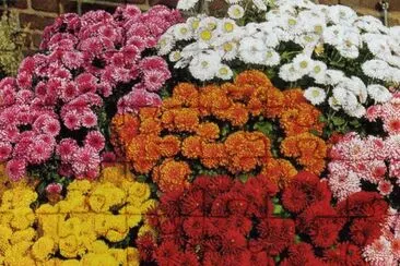 Crisantems jigsaw puzzle