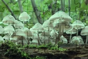 MURGAÃ‘O SOBRE HONGOS jigsaw puzzle