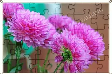 flores