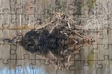 פאזל של beaver lodge