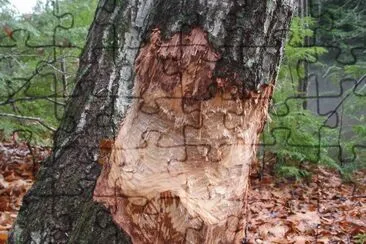beavers at work jigsaw puzzle