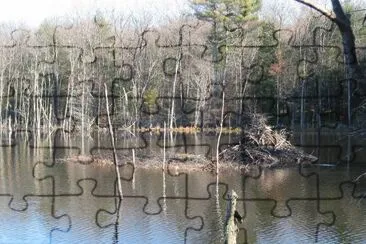 beaver pond jigsaw puzzle