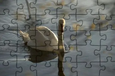 swan jigsaw puzzle
