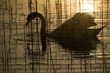 golden swan jigsaw puzzle
