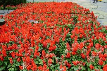 flores de colonia jigsaw puzzle