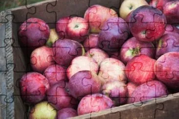harvest time for apples