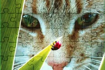 focus jigsaw puzzle