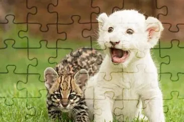 baby lion and ocelot