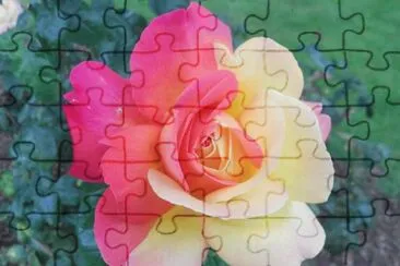 rose