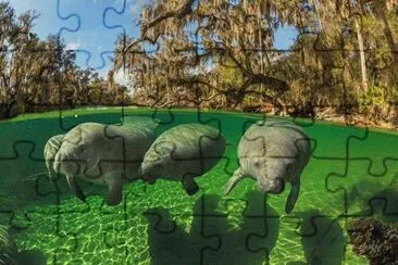 manatees