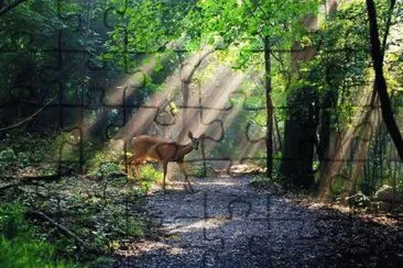 sunlight on the path jigsaw puzzle