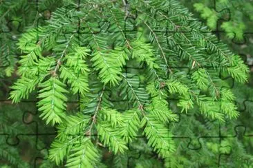 hemlock jigsaw puzzle
