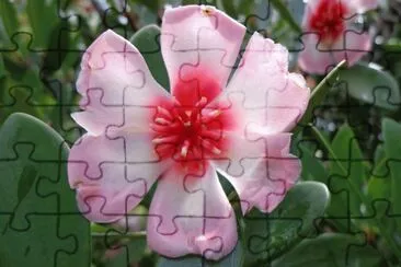 flor del chagualo o flor de cera