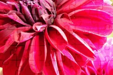 dalia jigsaw puzzle