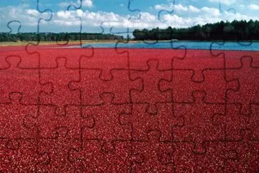 cranberries