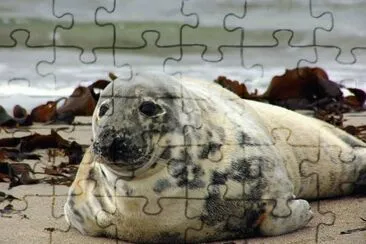 Foca Gris jigsaw puzzle
