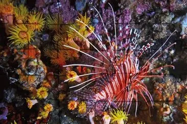 Pterois Volitans - Mar Rojo. jigsaw puzzle