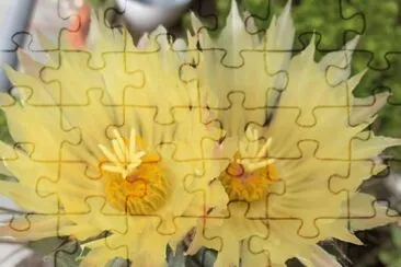 Flor de Cactus jigsaw puzzle