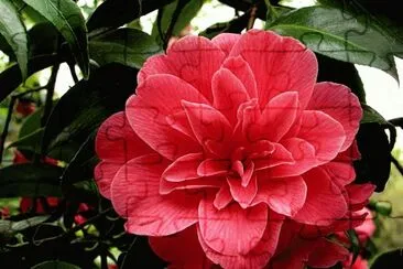 Camelia jigsaw puzzle