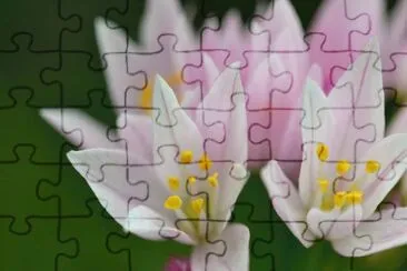 Allium Roseum jigsaw puzzle