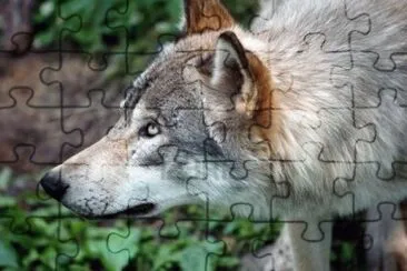 . jigsaw puzzle