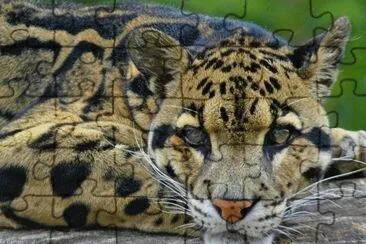 . jigsaw puzzle