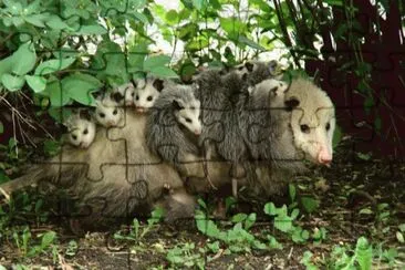 . jigsaw puzzle