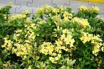 flores de laurel