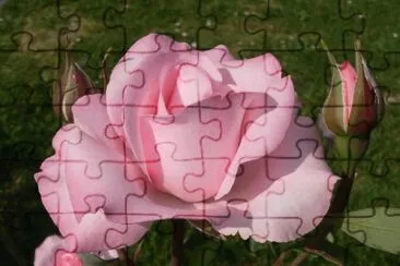 r1 jigsaw puzzle