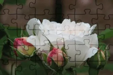 r4 jigsaw puzzle