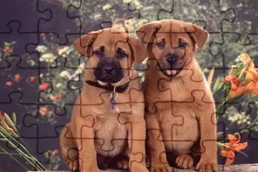 c2 jigsaw puzzle