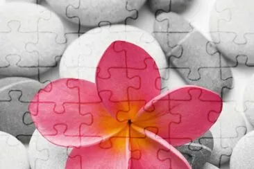 flower on stones