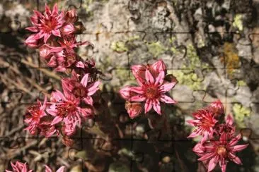 Natura jigsaw puzzle