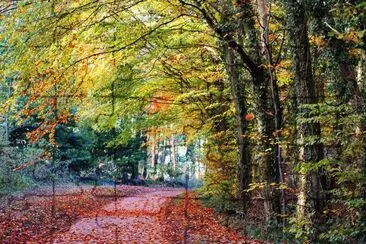 Autumn Lane jigsaw puzzle