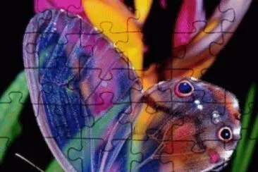 glass wings