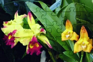 orquÃ­deas jigsaw puzzle