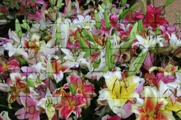 flores jigsaw puzzle