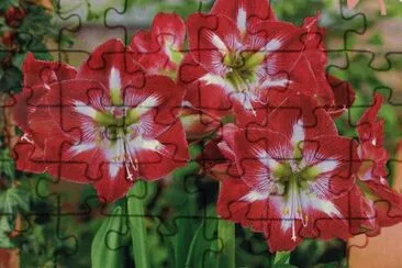 Flors de CeilÃ  jigsaw puzzle
