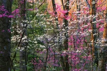 tranquil forest jigsaw puzzle