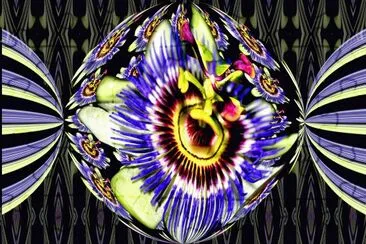 פאזל של passion flower