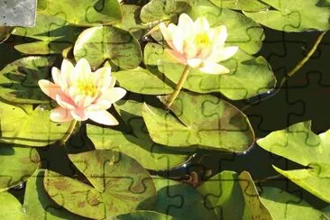 water lilly