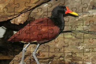 Gallito de Agua de Frente Roja jigsaw puzzle