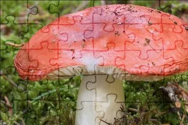 Russula Emetica jigsaw puzzle
